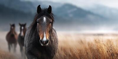 Horses running through misty fields with mountains in the background during early morning light photo