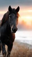Majestic black horse walking through a misty field at sunrise with a colorful sky photo