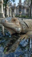 Iguana resting by a reflective pond in a historical garden during a sunny day photo