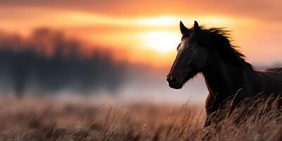Majestic black horse stands in tall grass at sunset, capturing the beauty of nature in a serene landscape photo
