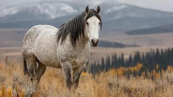 Majestic white horse stands in the vast grasslands with mountains in the background during autumn photo