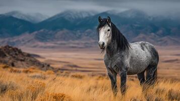 Majestic gray horse standing in golden grasslands under dramatic mountain sky in the early morning light photo
