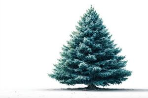 Frost-covered evergreen tree stands majestically against a blank winter backdrop in the early morning light photo