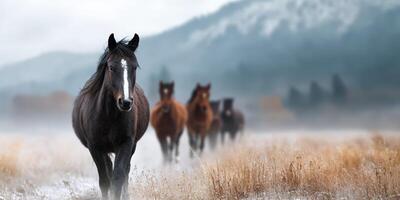 Horses walking through misty grassland in a mountainous region during early morning light photo