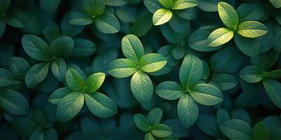 Vibrant green leaves illuminated by soft light in a natural setting during early morning hours photo