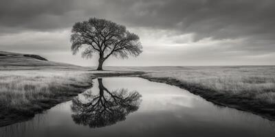 Solitary tree reflecting in calm water amid a monochrome landscape under dramatic skies photo