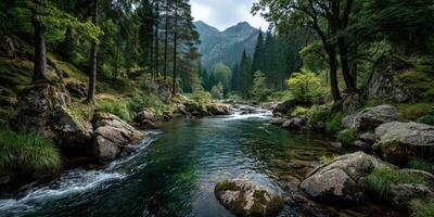 Peaceful river flows through dense forest with mountains in the background during overcast afternoon photo