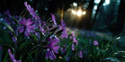 Vibrant purple flowers bloom under soft sunlight in a serene forest setting during early morning hours photo