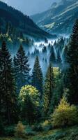 Misty forest landscape at dawn showcasing vibrant green foliage and towering trees in a serene mountain valley photo