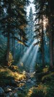 Sunlight filters through trees over a serene stream in a lush forest during early morning hours photo