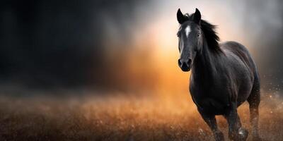 Majestic black horse gallops through a sunlit field at golden hour in a dramatic landscape photo