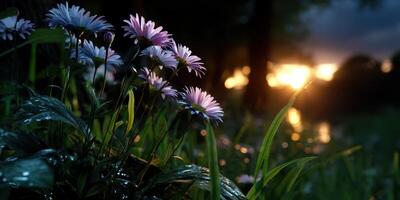 Daisies bloom amidst dewy grass as the sun sets, creating a serene natural backdrop in the evening light photo