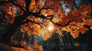 Vibrant autumn leaves reflect sunlight over a serene forest stream in a peaceful woodland setting photo