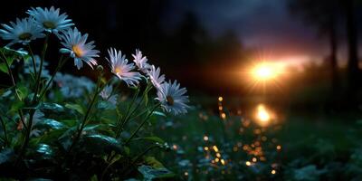 Daisies bloom at sunset near a serene water body with reflections of the evening sky and glimmering raindrops photo