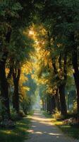 Serene tree-lined pathway illuminated by soft sunlight during autumn in a peaceful park setting photo