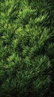 Lush green grass swaying gently in the breeze on a sunny day in a serene park setting photo