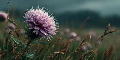 Purple thistle bloom stands out among green blades in a lush field during a cloudy day photo