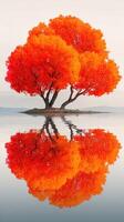 Bright orange tree reflects in calm water during autumn season at a serene lakeside location in the early morning photo