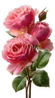Pink roses in full bloom showcasing delicate petals and lush greenery under bright light photo