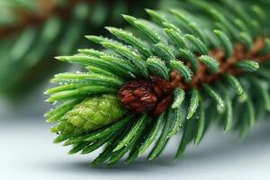 Close-up of fresh pine tree branch with water droplets in natural setting during morning light photo