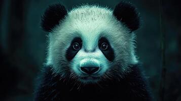 A panda bear is looking at the camera photo