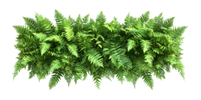 Dense Green Fern Arrangement Isolated on Transparent Background png