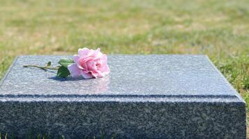 A single pink rose on a tombstone photo