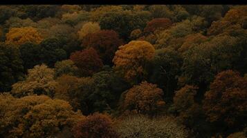 A forest with many different colored trees photo
