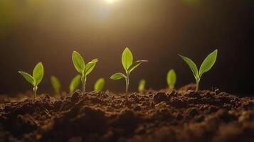 Young plants sprouting from soil in the sun photo