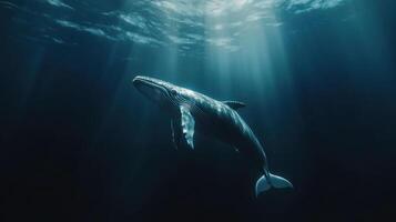 A whale swimming in the ocean with sunlight coming through photo