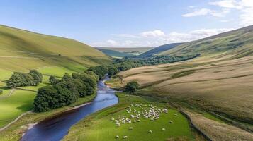 Sheep grazing in a valley near a river photo