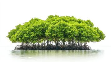 Mangrove tree on small island in water photo