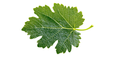 Green Grape Leaf Isolated On Transparent Background png