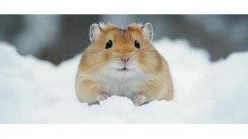 A hamster is standing in the snow photo
