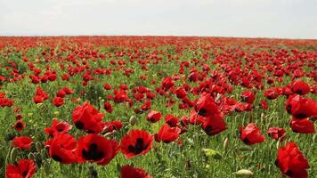 Expansive panoramic view of a vibrant poppy field in full bloom, stretching across a rural landscape under a bright blue sky. The red wildflowers sway gently in the summer breeze, symbolizing peace.. video