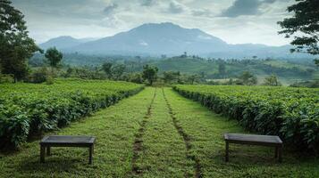 A field of green tea plants photo