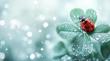 Ladybug on clover leaf photo