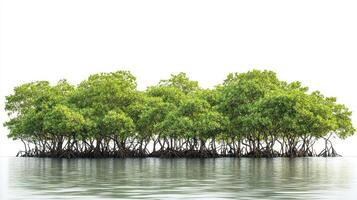 Mangrove trees in the ocean photo