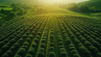 A field of tea plants in the sun photo