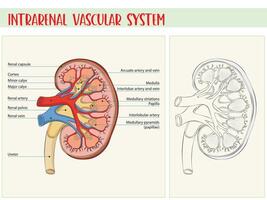 Intrarenal vascular system, frontal section of left kidney, anterior view. Anatomy. vector