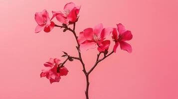 Pink flowers on a stem against a pink background photo