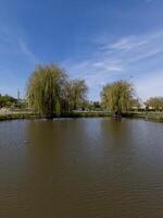 A pond with ducks swimming in it and trees in the background photo