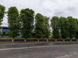 A row of trees on the side of a road in front of a building photo