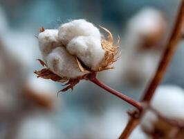 Cotton boll with fluffy white fibers and dry brown husk on a branch. Blurry background highlights the sharp focus on the cotton, illustrating its natural texture and delicate appearance photo