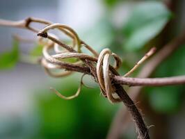Entwined plant tendrils with soft focus, highlighting texture and organic growth. The intricate twist creates a natural knot, surrounded by blurred greenery, evoking a sense of nature's resilience photo
