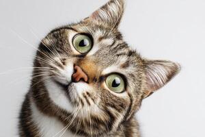 Cute tabby cat with green eyes stretches its head toward the camera with a curious and playful expression, ears perked up, whiskers vividly visible, and dark nose highlighting photo