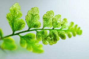 Close-up of a vibrant, intricate fern leaf with delicate green fronds, showcasing the natural beauty and detailed vein pattern in sharp focus, against a blurred backdrop photo