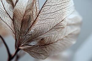 Delicate skeletonized leaves with intricate vein patterns, showcasing a translucent, organic structure. The soft focus background contrasts the detailed texture of the leaves elegantly photo