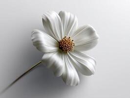 White flower with delicate petals radiating from a central cluster of tiny buds, set against a smooth light background. The stem is slender, adding elegance and simplicity photo