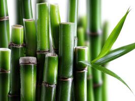 Close-up of vibrant green bamboo stalks with a glossy finish, showcasing natural texture and details. A single bamboo leaf extends from the right side of the frame photo